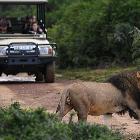 Addo Elephant Safari Lodge - Bellevue Forest Reserve 帕特森 外观 照片
