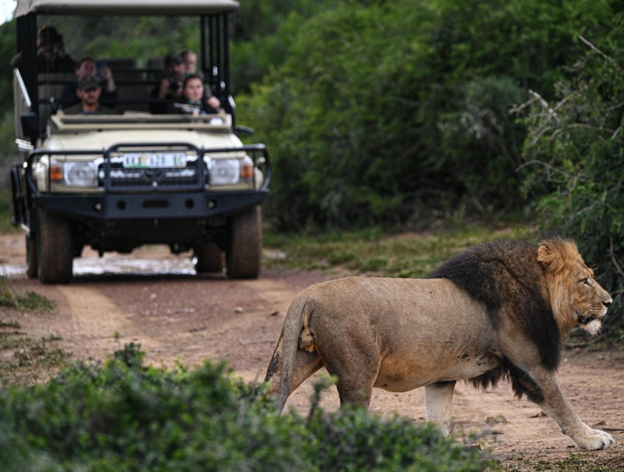 Addo Elephant Safari Lodge - Bellevue Forest Reserve 帕特森 外观 照片