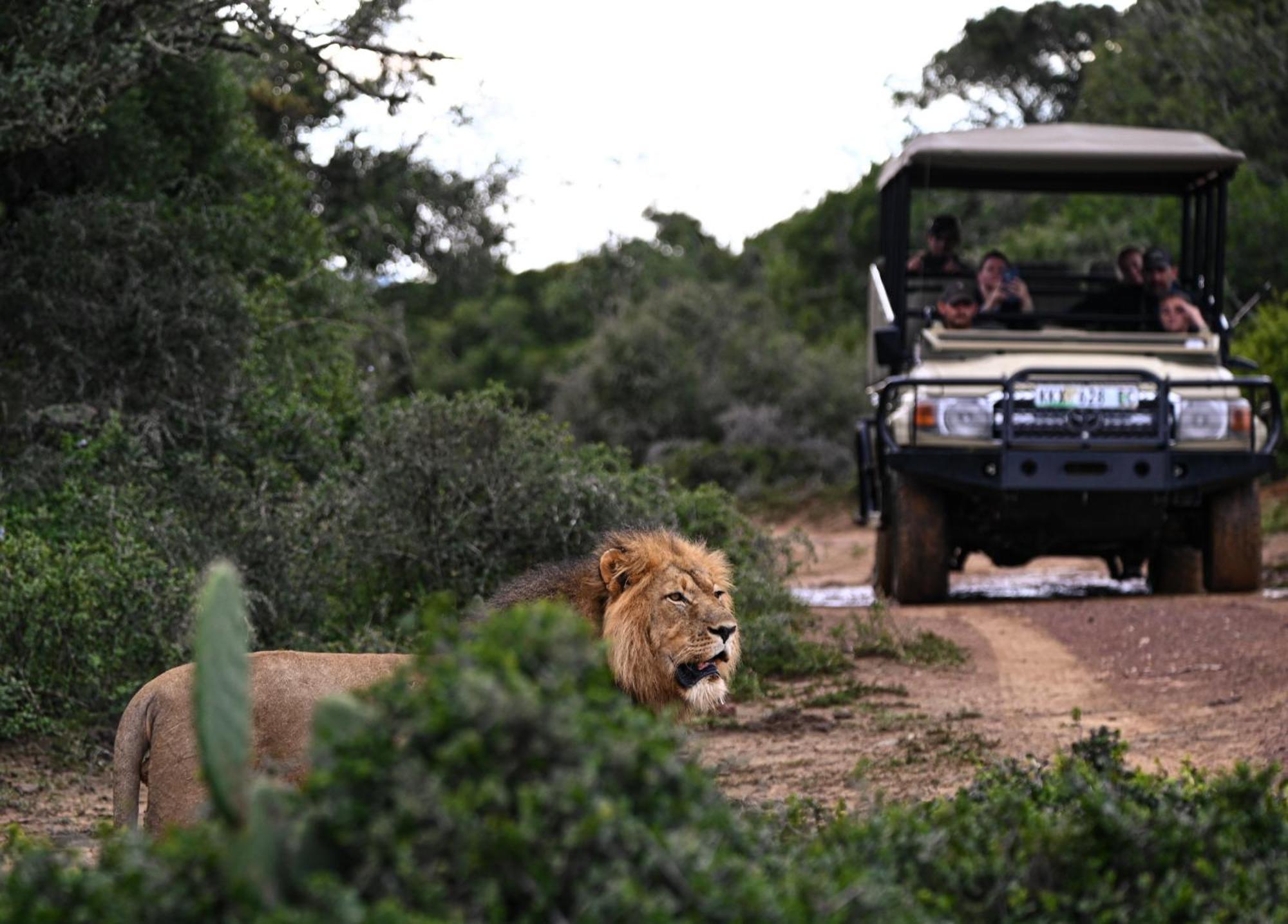 Addo Elephant Safari Lodge - Bellevue Forest Reserve 帕特森 外观 照片
