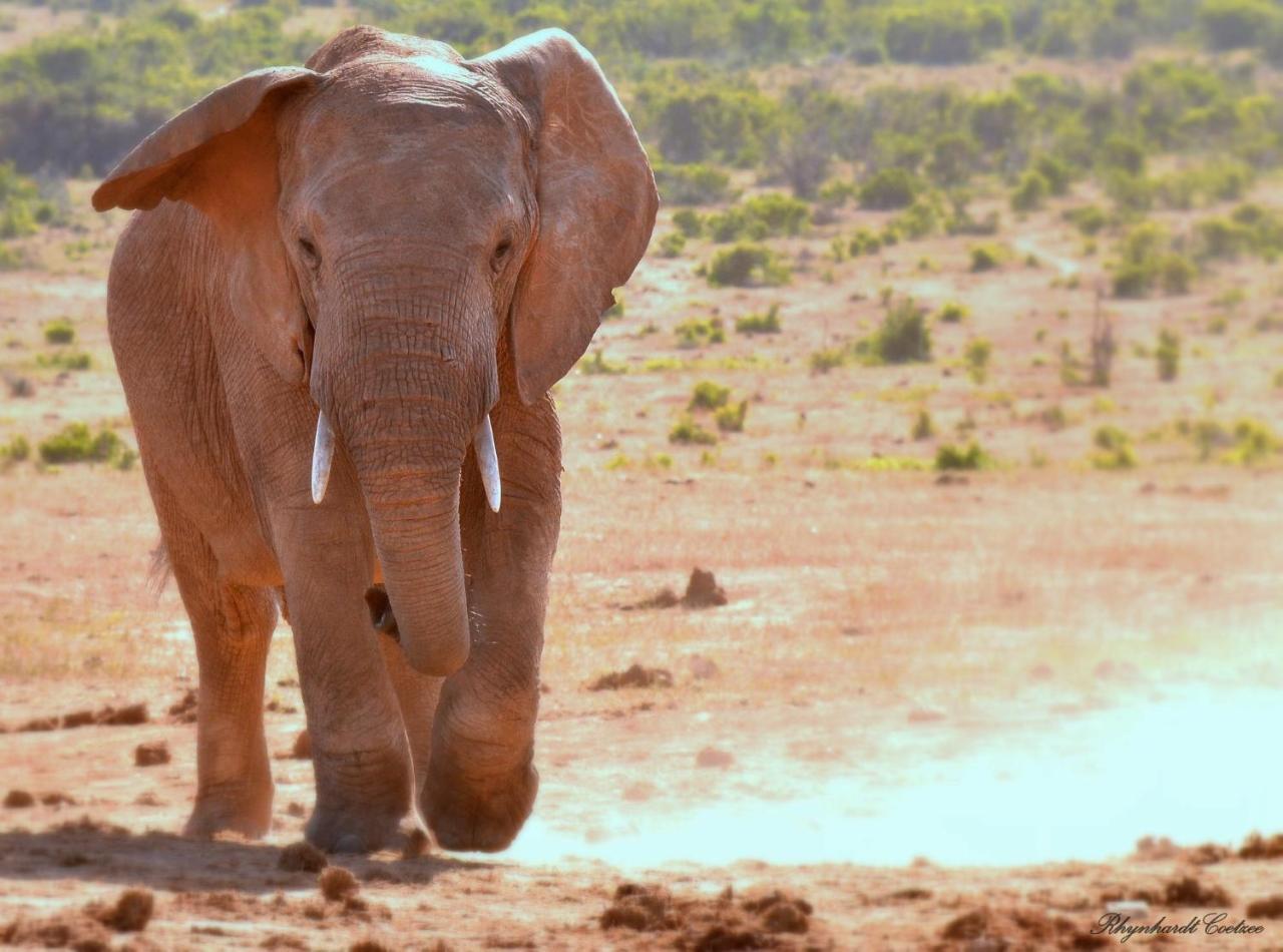 Addo Elephant Safari Lodge - Bellevue Forest Reserve 帕特森 外观 照片