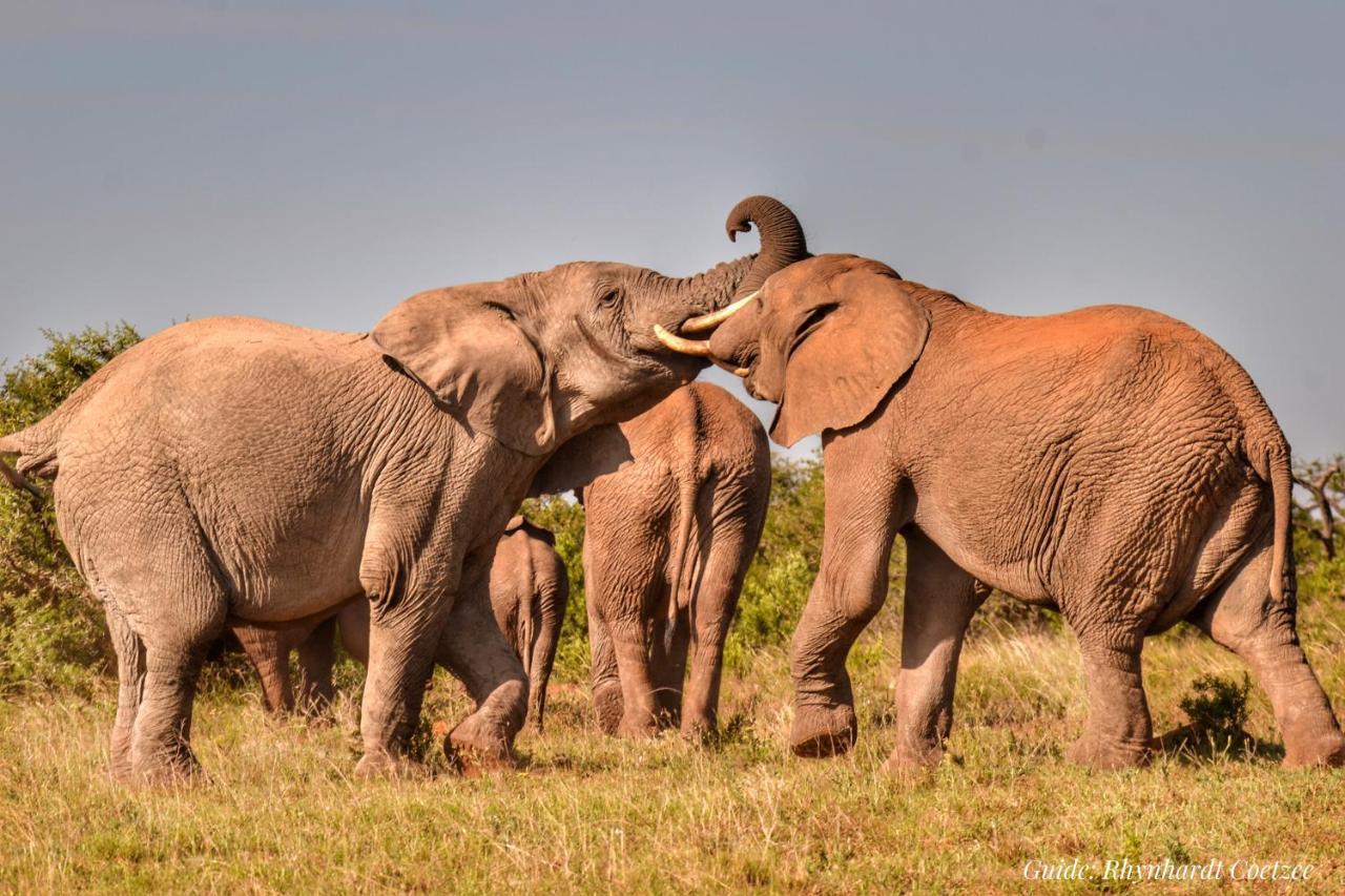 Addo Elephant Safari Lodge - Bellevue Forest Reserve 帕特森 外观 照片