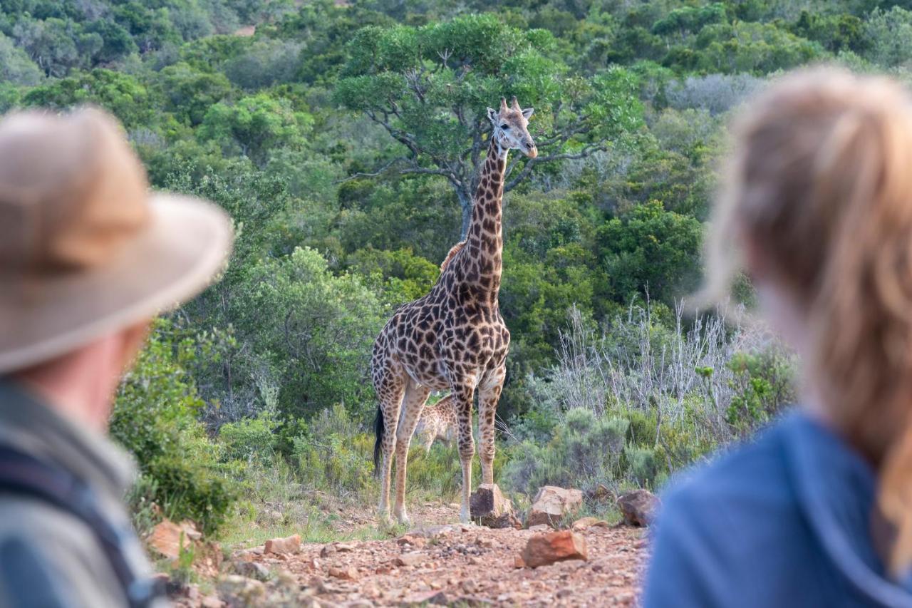 Addo Elephant Safari Lodge - Bellevue Forest Reserve 帕特森 外观 照片