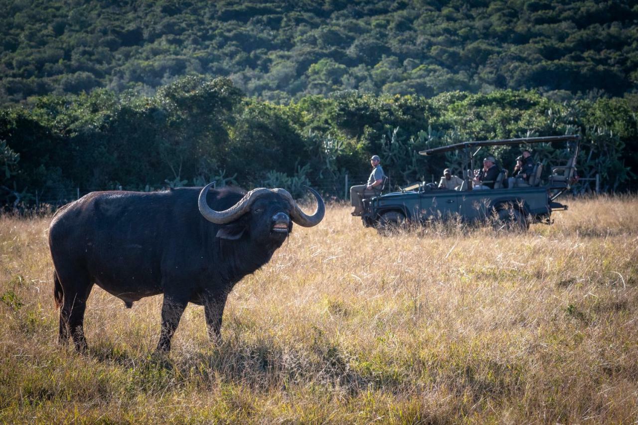 Addo Elephant Safari Lodge - Bellevue Forest Reserve 帕特森 外观 照片