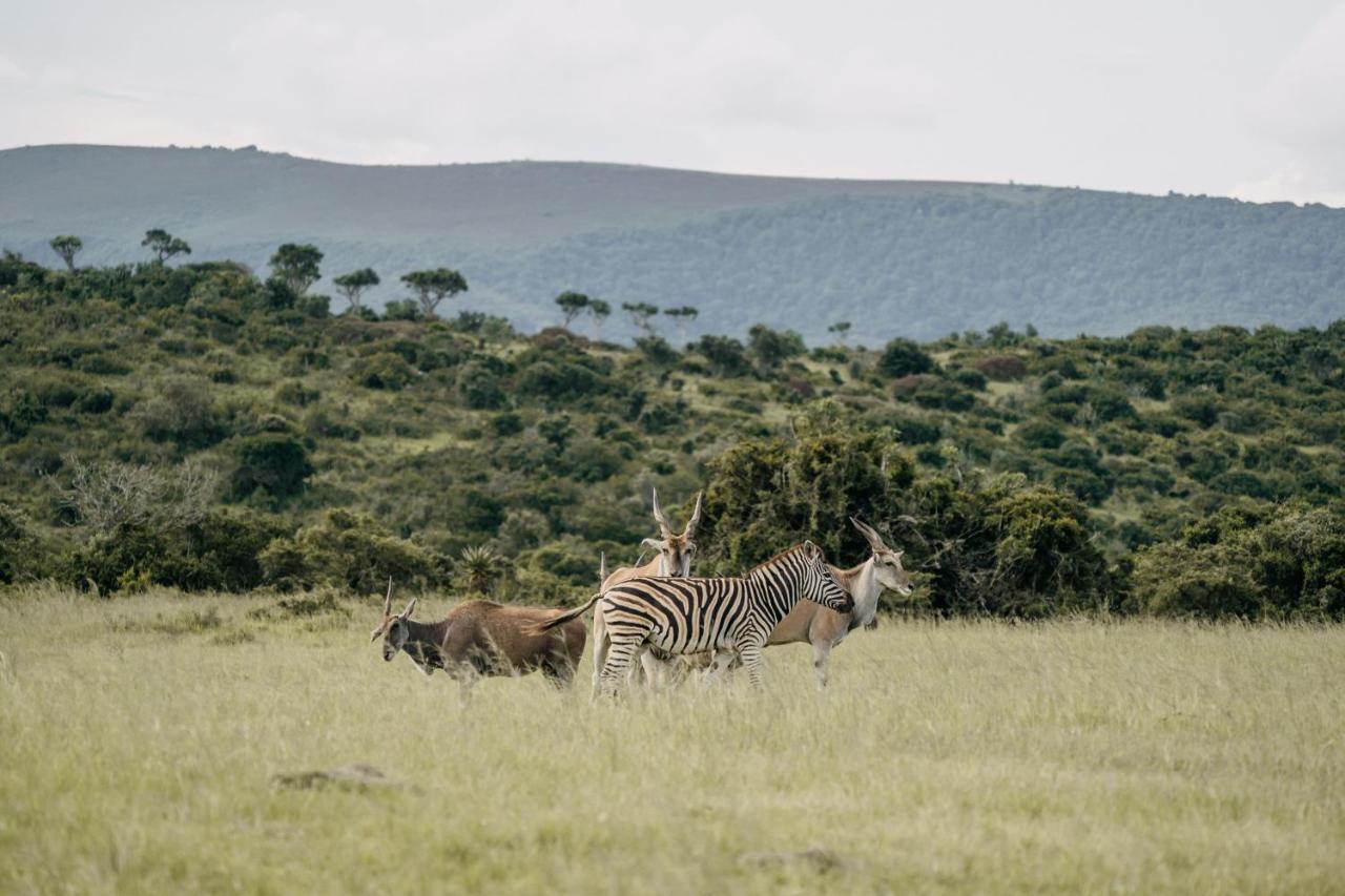 Addo Elephant Safari Lodge - Bellevue Forest Reserve 帕特森 外观 照片