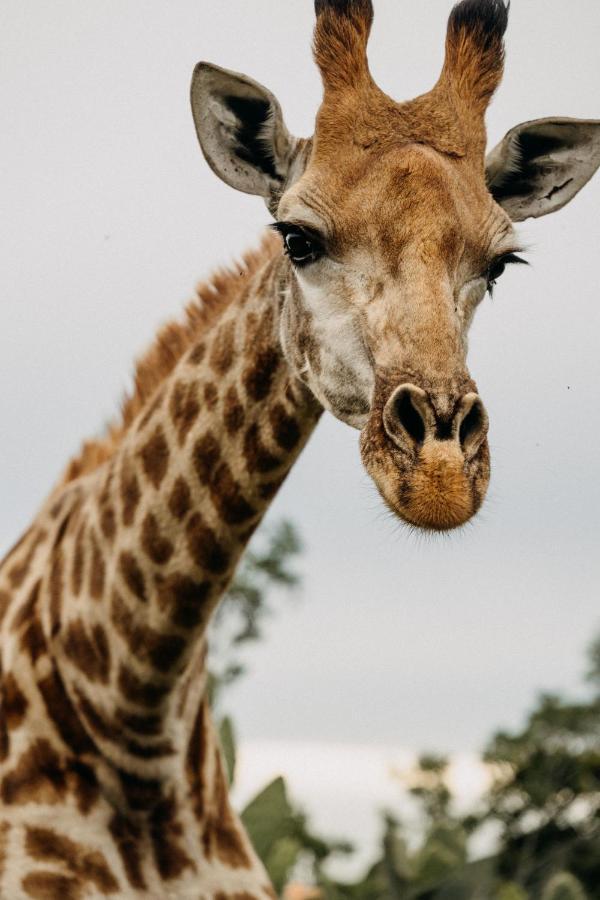Addo Elephant Safari Lodge - Bellevue Forest Reserve 帕特森 外观 照片