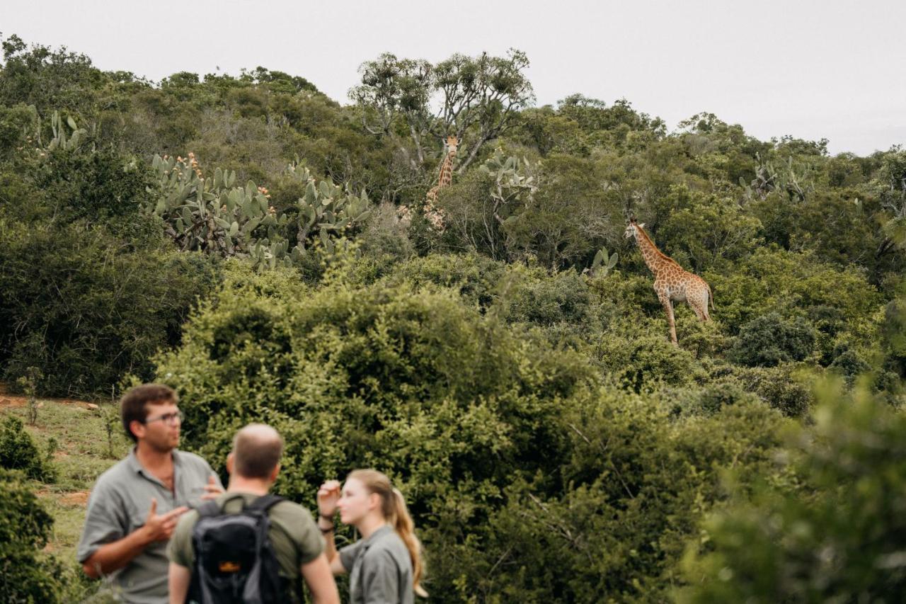 Addo Elephant Safari Lodge - Bellevue Forest Reserve 帕特森 外观 照片