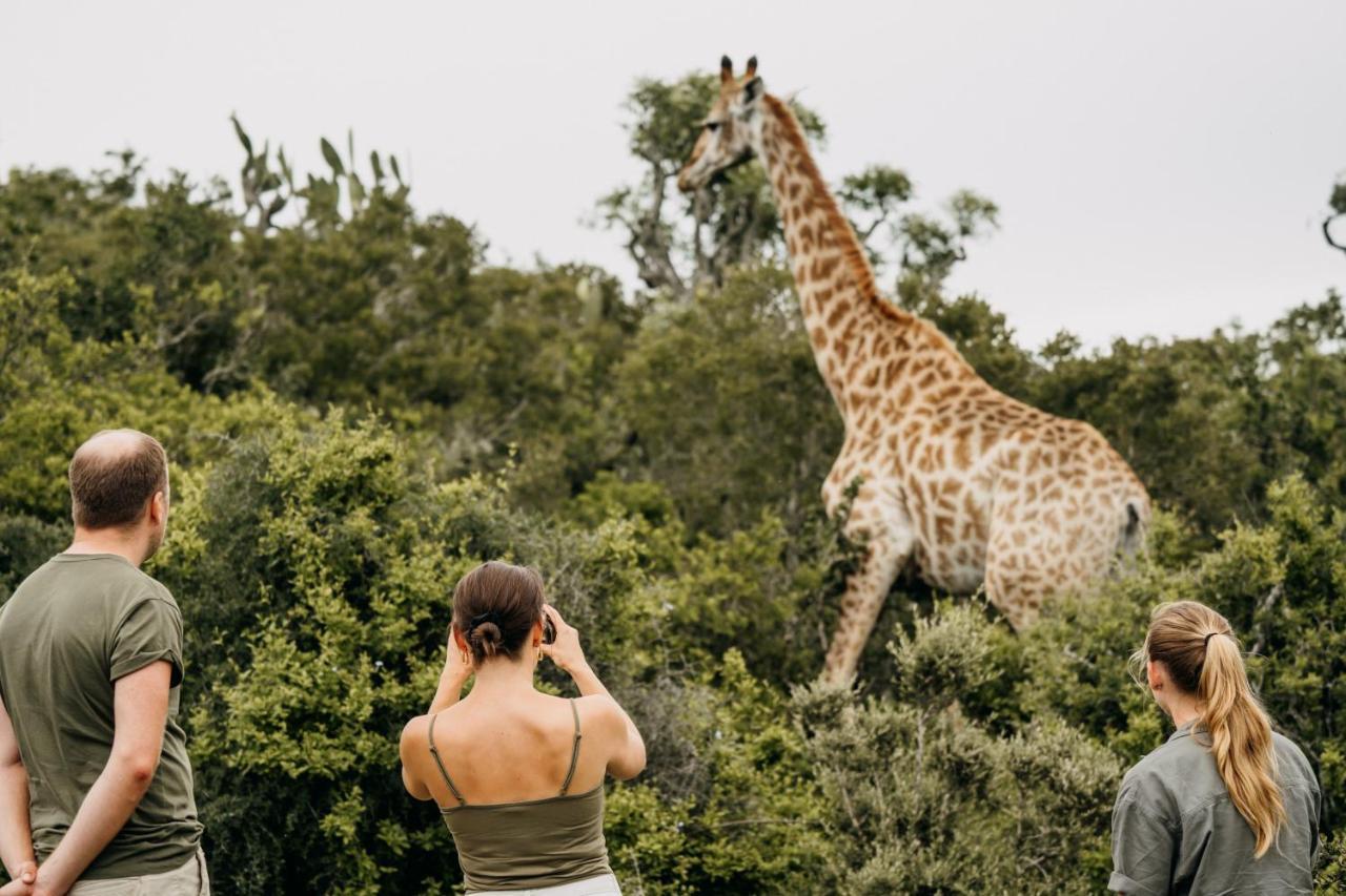 Addo Elephant Safari Lodge - Bellevue Forest Reserve 帕特森 外观 照片